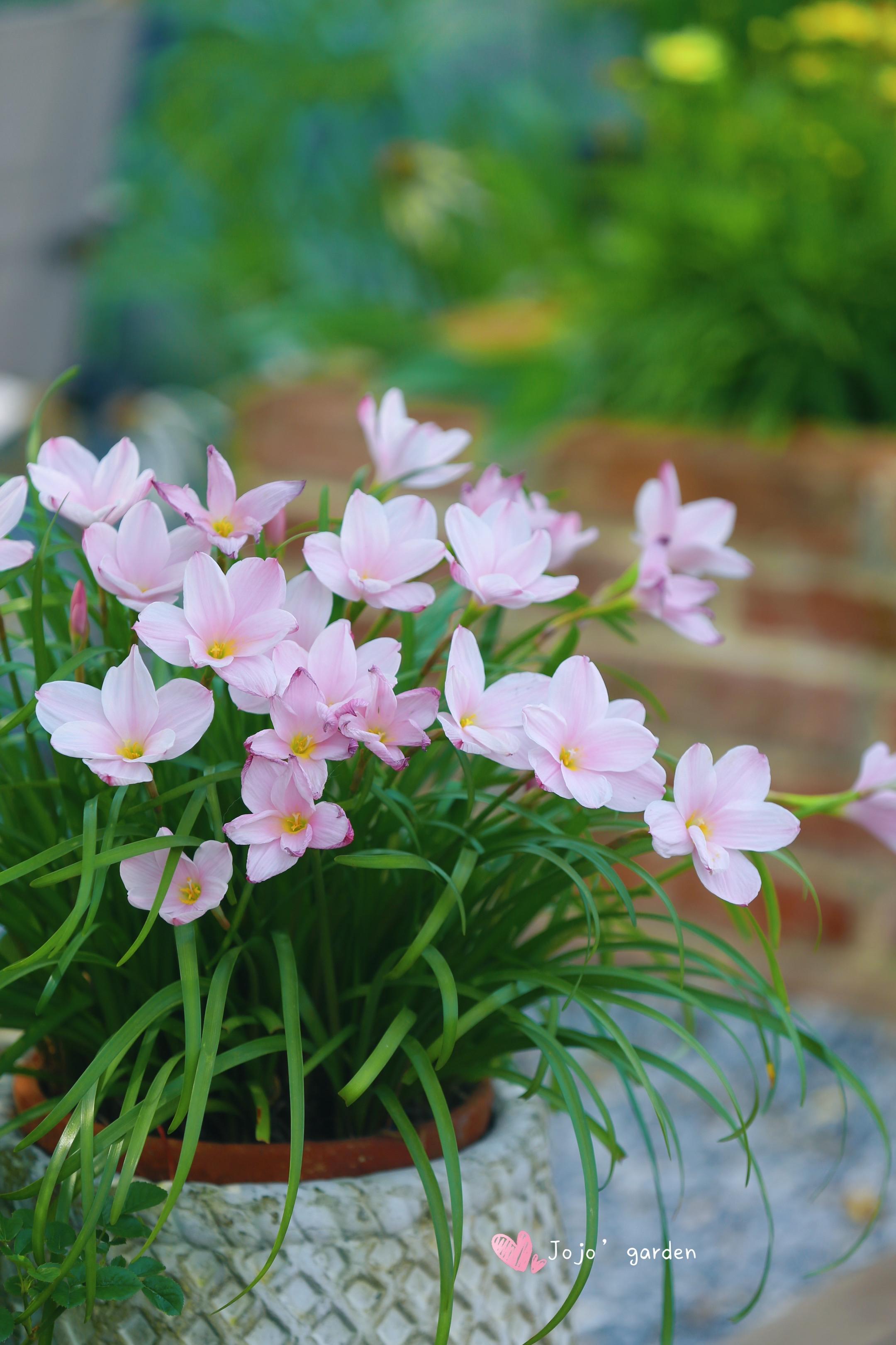 🌸Rain Lily – The Flower That Blooms with the Rain