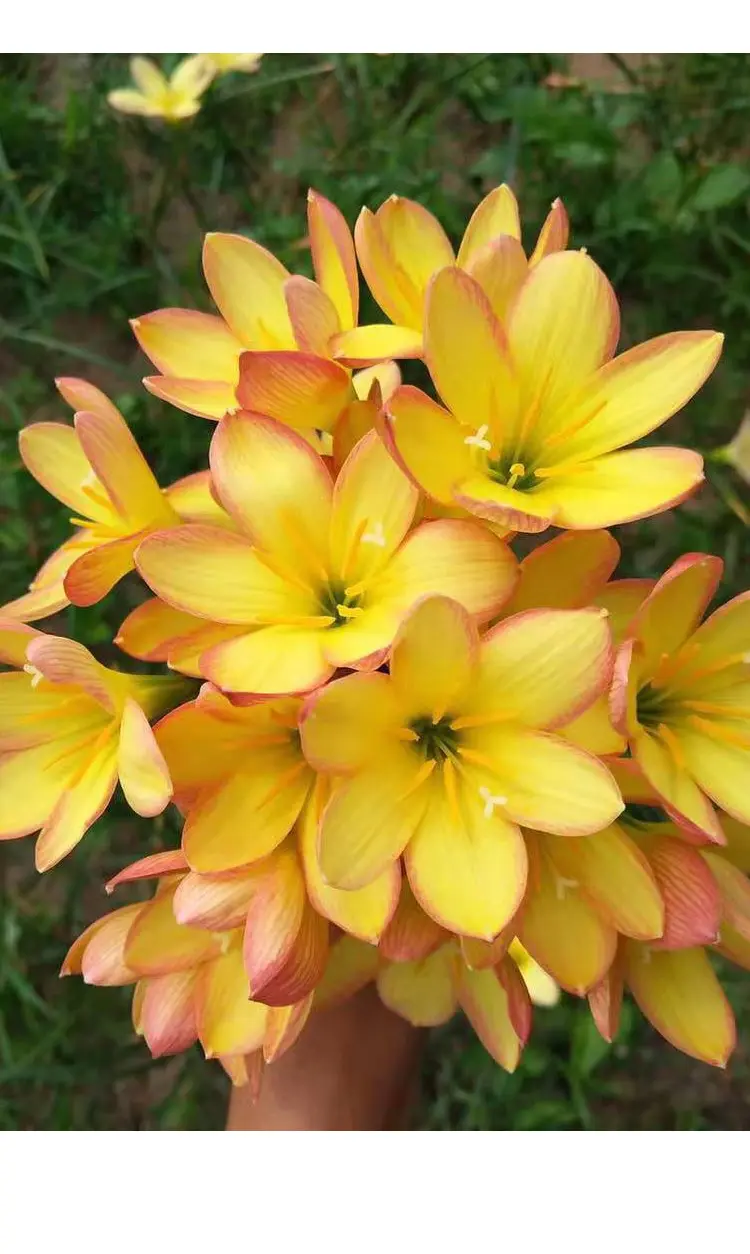 🌸Rain Lily – The Flower That Blooms with the Rain