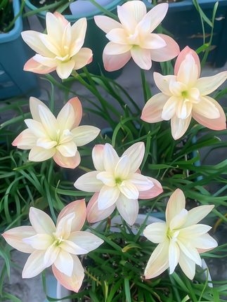 🌸Rain Lily – The Flower That Blooms with the Rain