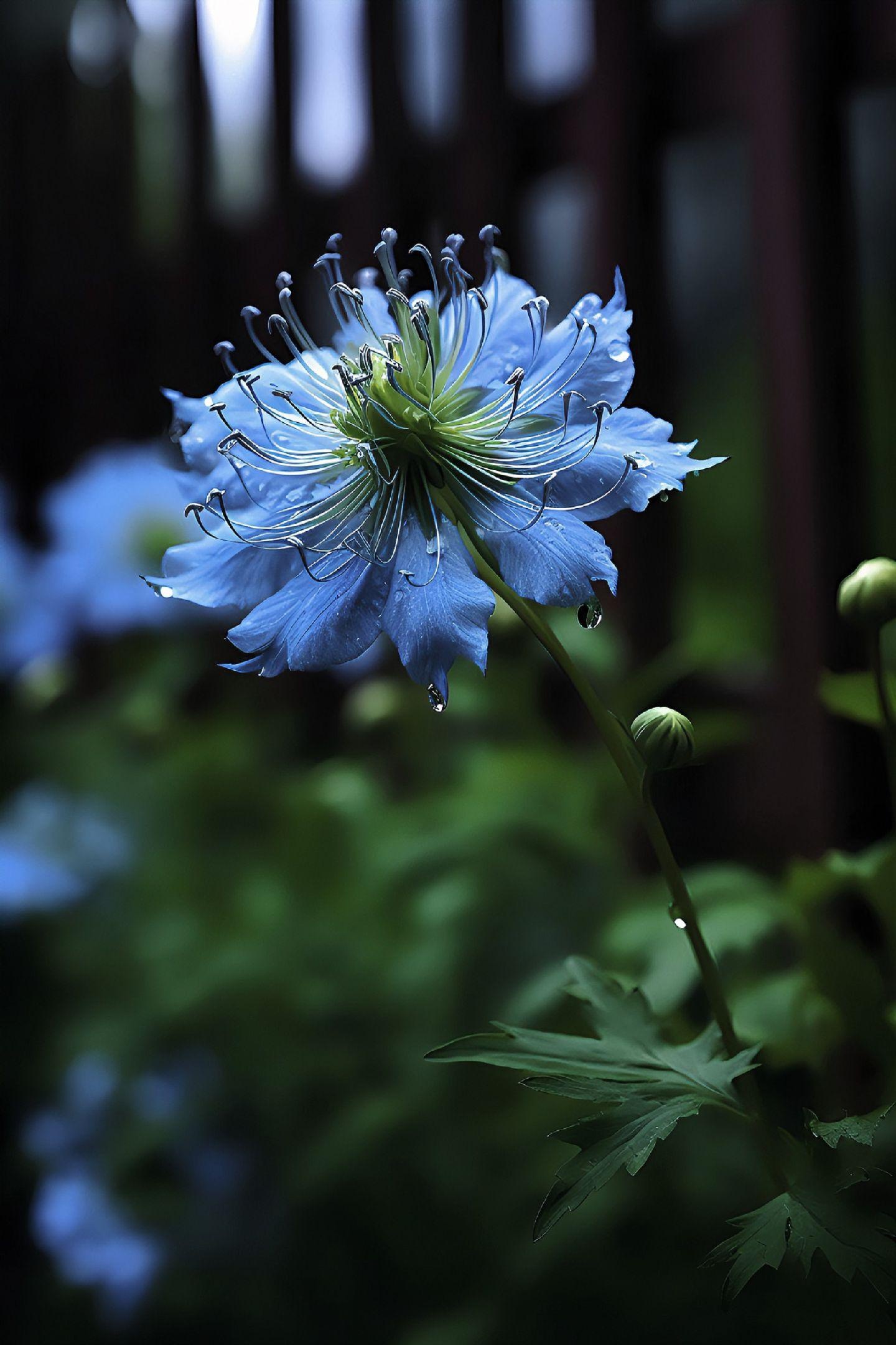 🌸✨ 2025 Neues Garten-Wunder: Rainbow Nigella – Die Blume aus einem Traum! 💫