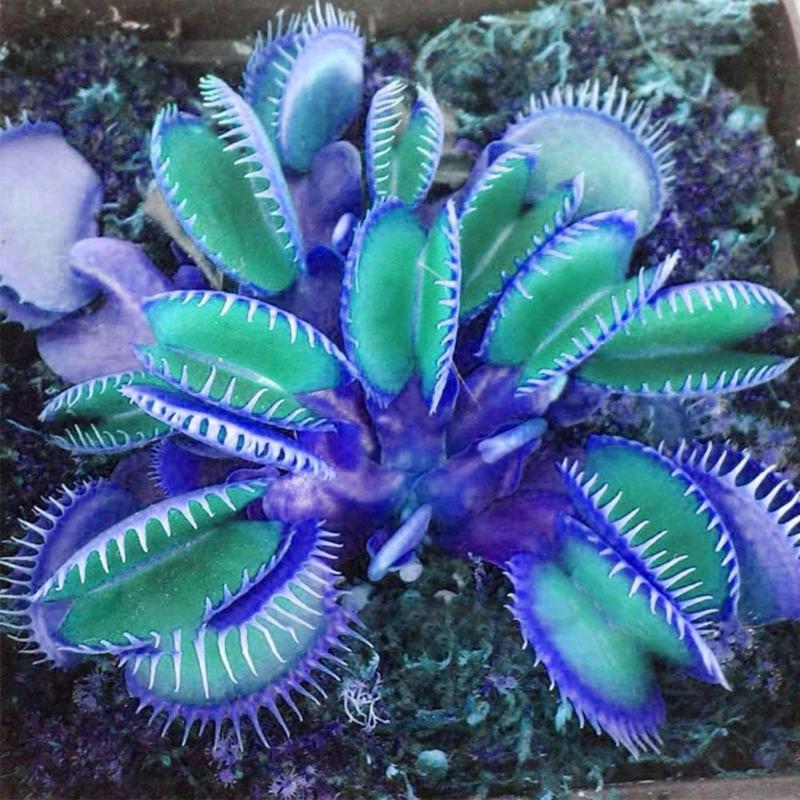 🌌 Blue Clip Venus Flytrap – The Legendary Electric-Blue Carnivorous Plant