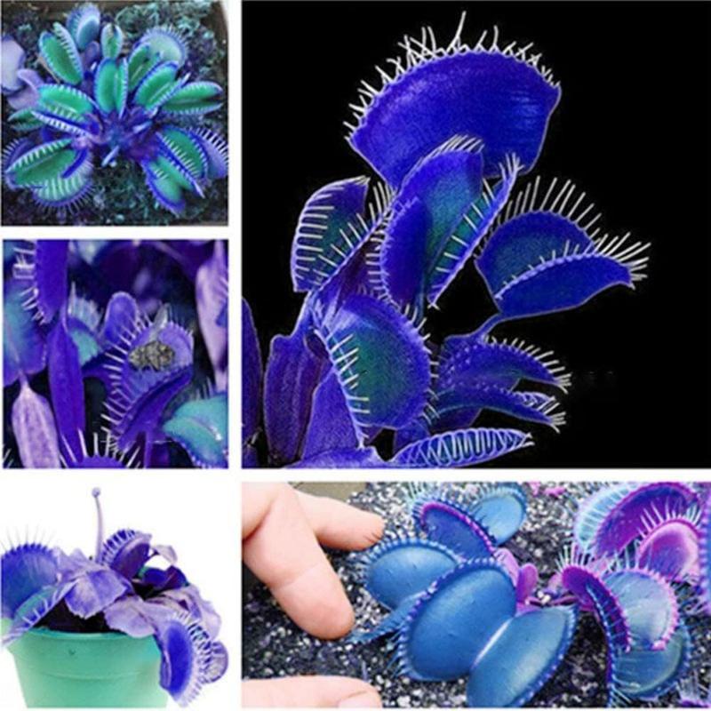 🌌 Blue Clip Venus Flytrap – The Legendary Electric-Blue Carnivorous Plant