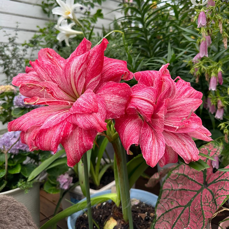 Double-Flowered Amaryllis Bulbs🌼