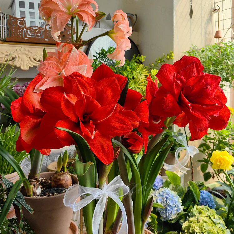 Double-Flowered Amaryllis Bulbs🌼