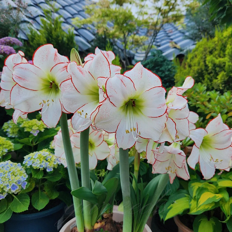 Double-Flowered Amaryllis Bulbs🌼