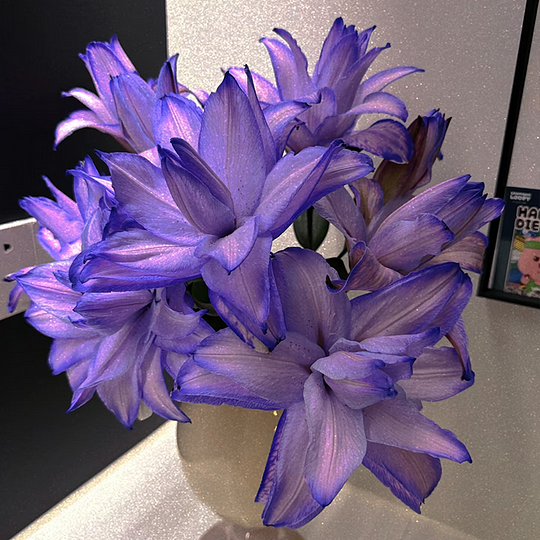 ✨2025 NEW 🌸 Rare Lilies Bulbs Seeds