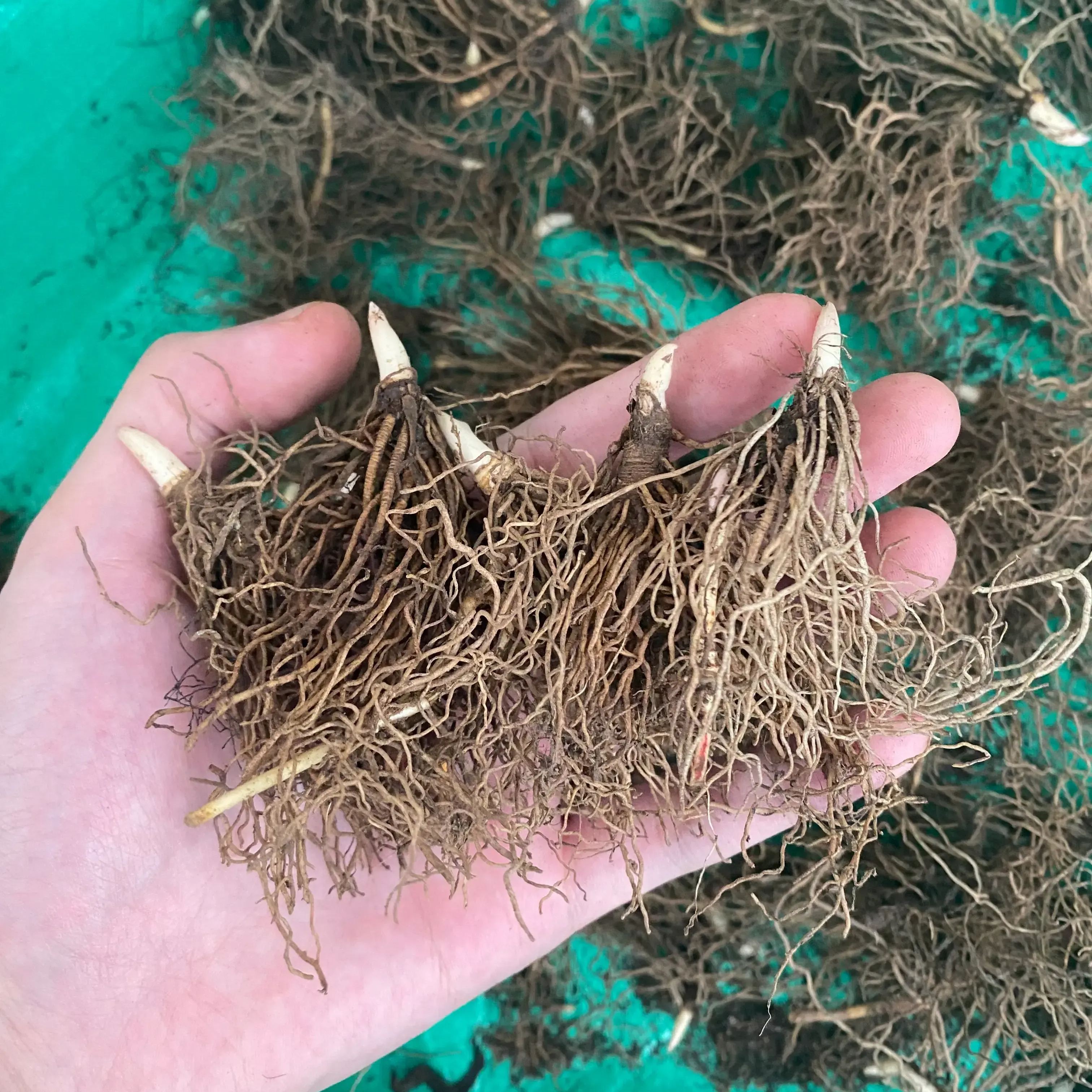 💐LILY OF THE VALLEY—HAPPINESS ARRIVES