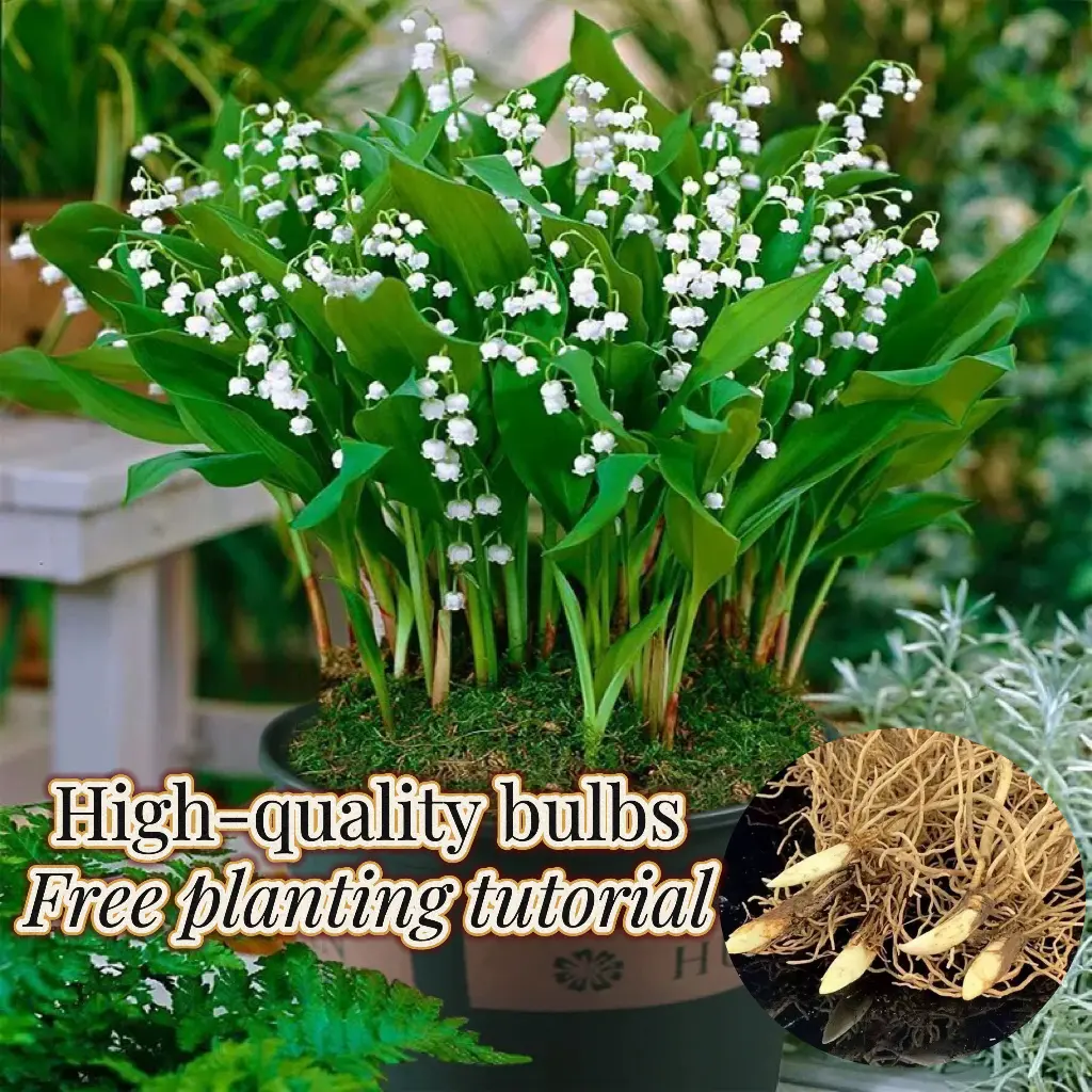 💐LILY OF THE VALLEY—HAPPINESS ARRIVES