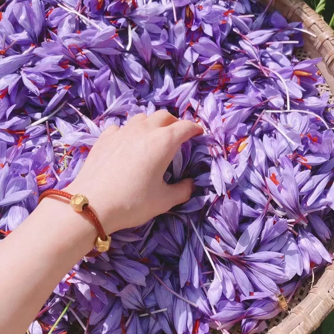 🌟 Premium Saffron Bulbs for Home Cultivation 🌱