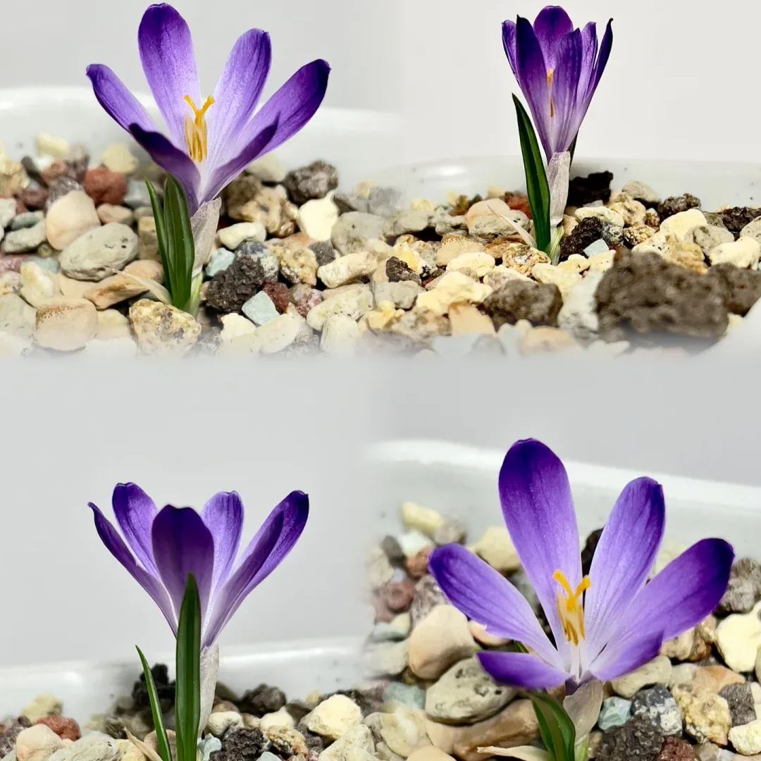 🌟 Premium Saffron Bulbs for Home Cultivation 🌱