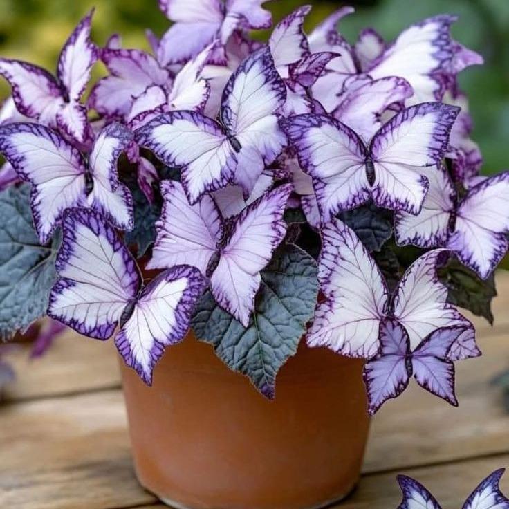 🦋Butterfly Leaf Hosta Seeds- Shade-Loving Perennial for Garden Borders & Landscaping