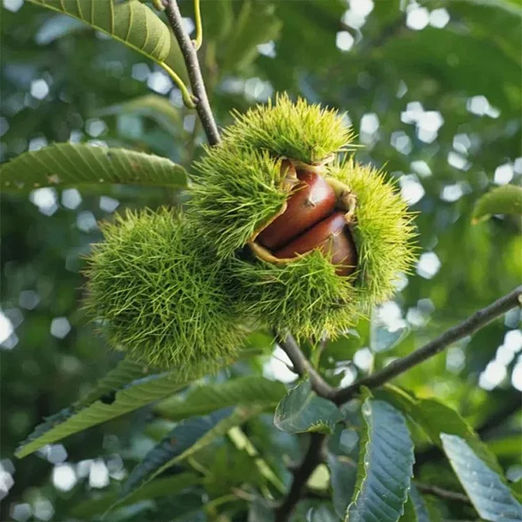 Dwarf Chestnut Seeds – Sweet and Fragrant Nuts
