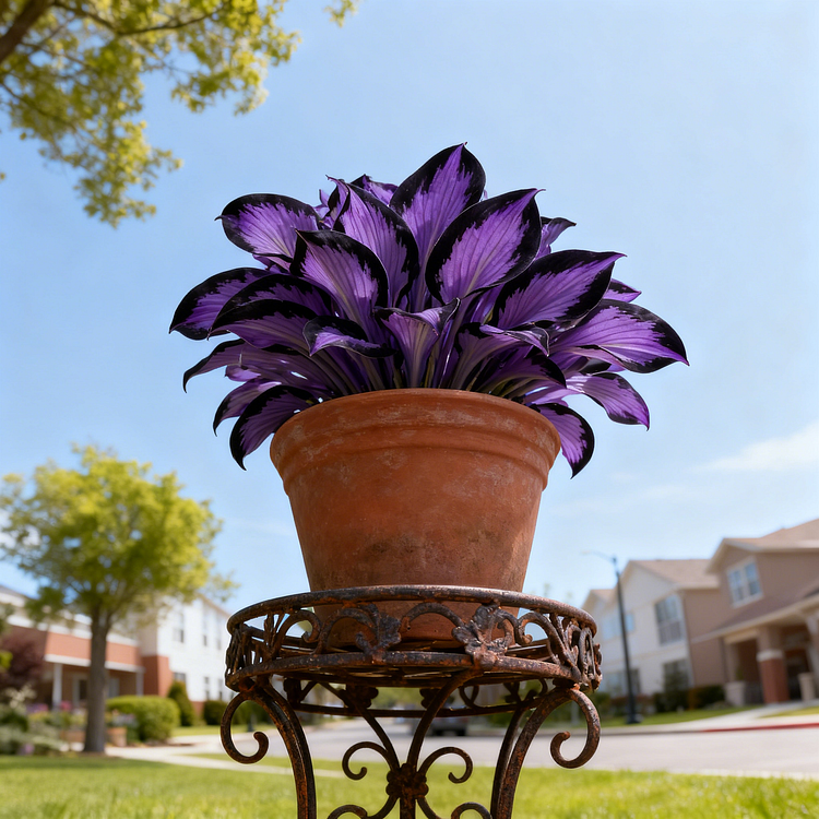 🌌💜 Limited Edition Purple Heart Hostas – Deep Royal Foliage, Only Here!✨🌿