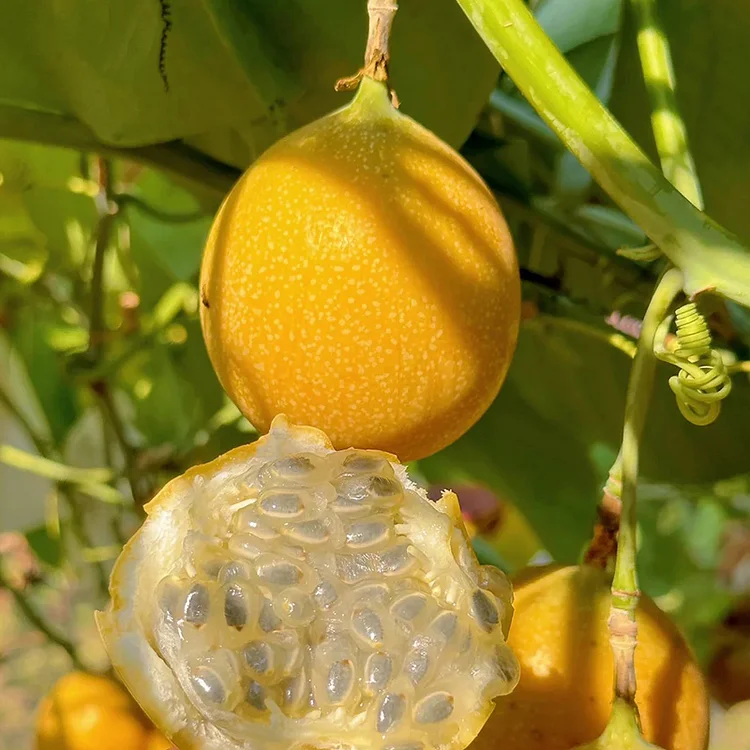 COLOMBIAN PASSION FRUIT SEEDS