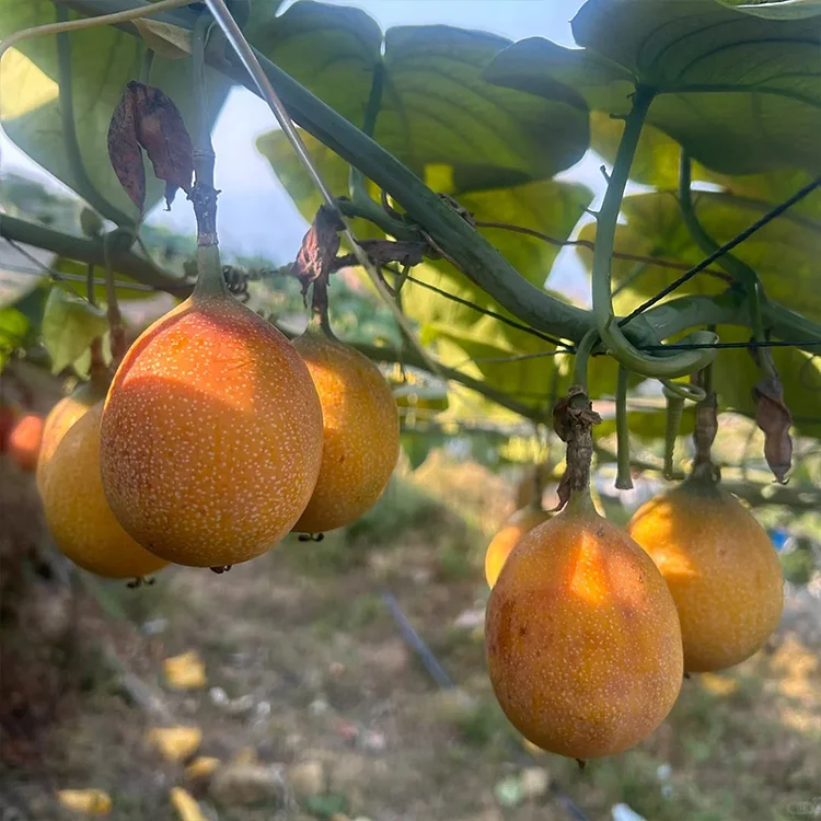 COLOMBIAN PASSION FRUIT SEEDS