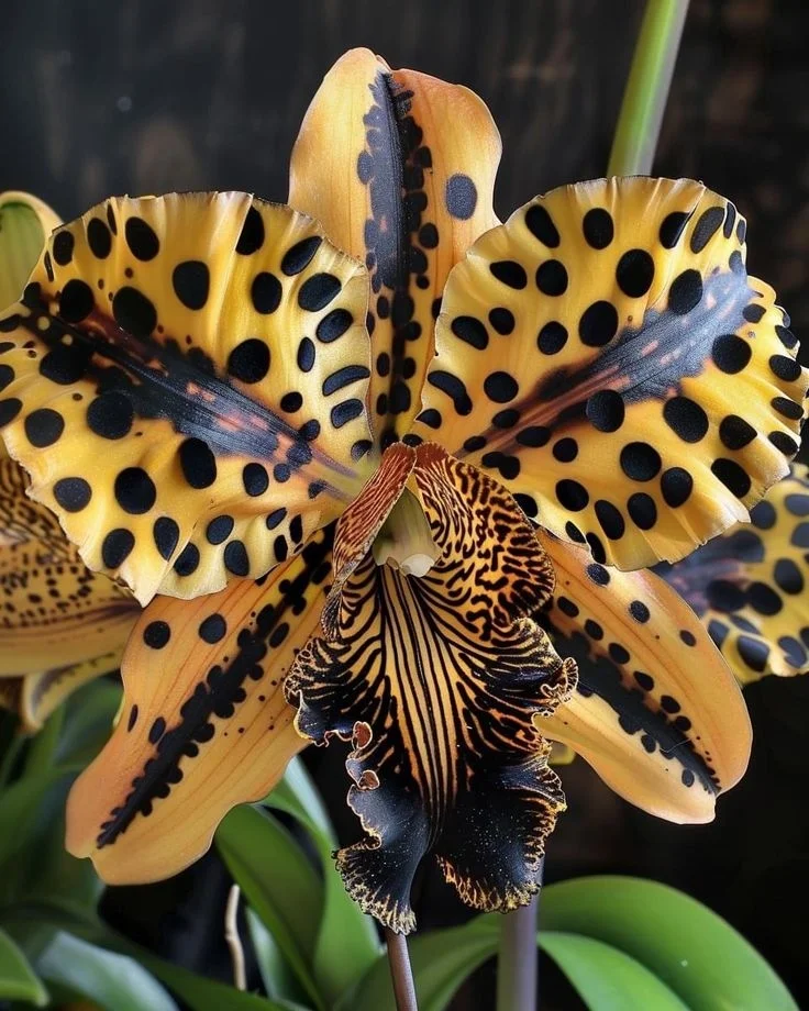 Iris Butterfly Seeds