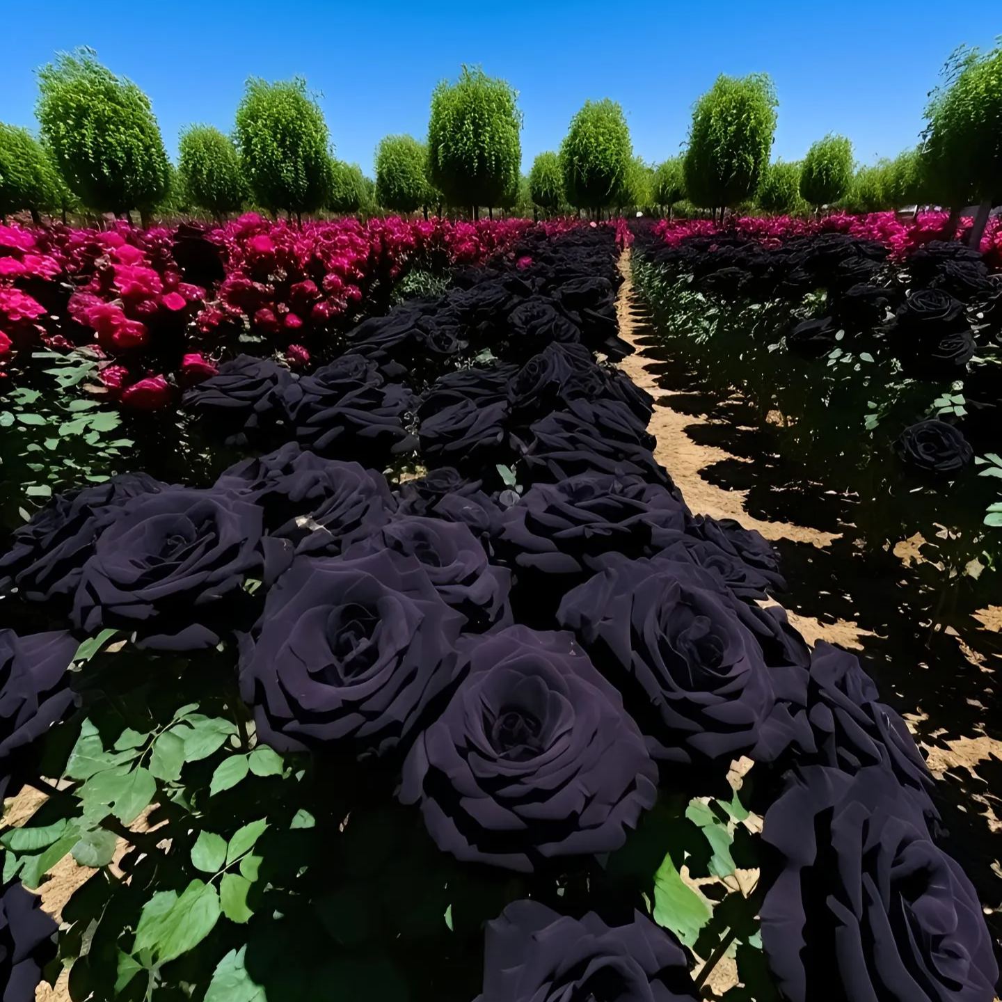 Black Knight Velvet Rose seeds🖤