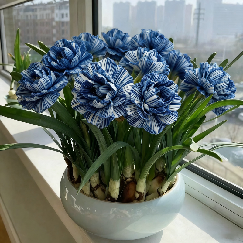 🌺 Rare double daffodil bulbs – Symbol of Hope & Good Fortune