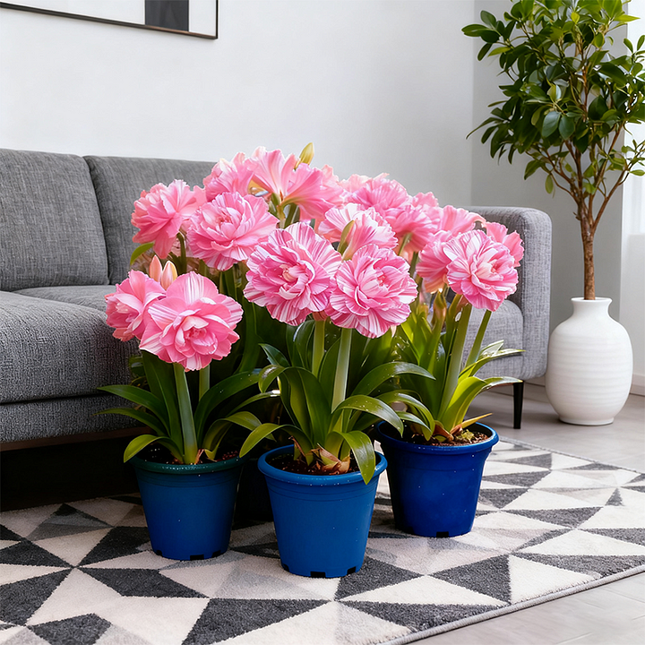 🌺 Rare double daffodil bulbs – Symbol of Hope & Good Fortune