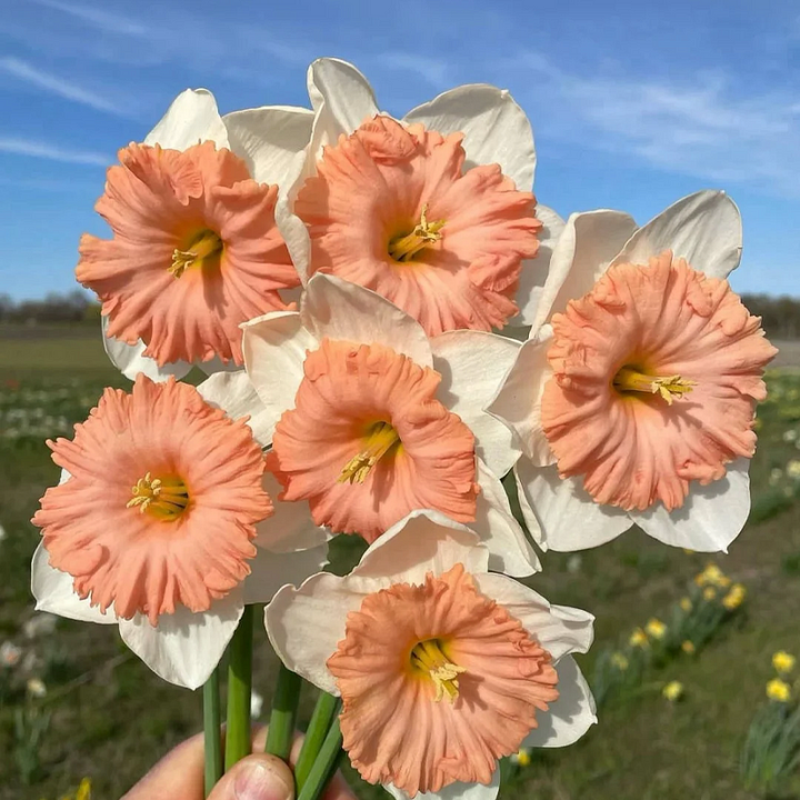 🌺 Rare double daffodil bulbs – Symbol of Hope & Good Fortune