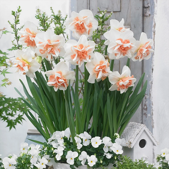 🌺 Rare double daffodil bulbs – Symbol of Hope & Good Fortune