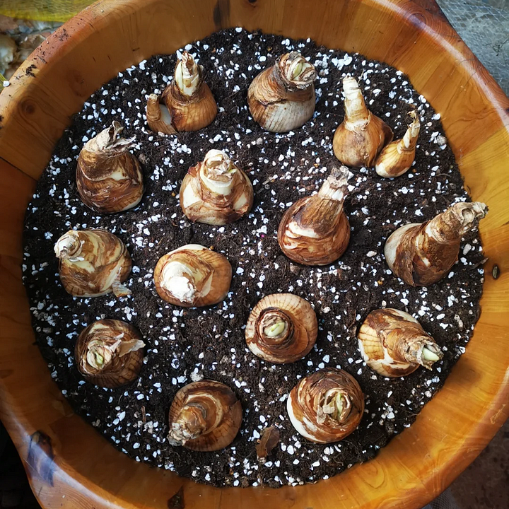 🌺 Rare double daffodil bulbs – Symbol of Hope & Good Fortune