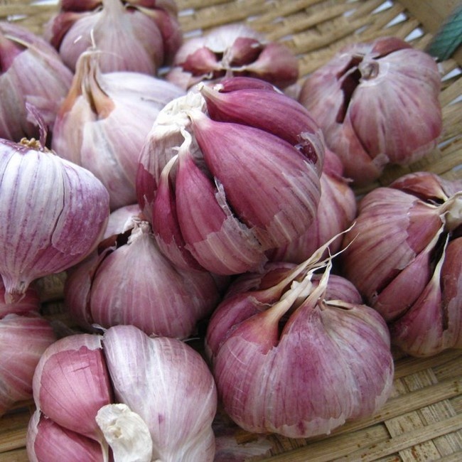 🧄Single Clove Garlic: Bold Flavor, Healthy Choice!