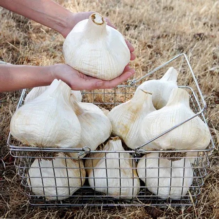 🧄Single Clove Garlic: Bold Flavor, Healthy Choice!