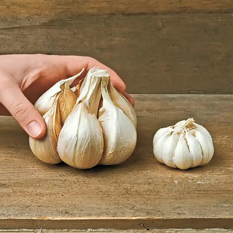 🧄Single Clove Garlic: Bold Flavor, Healthy Choice!