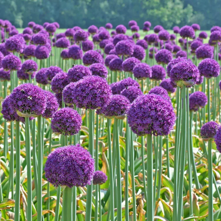 Giant Allium Giganteum Ornamental Onion Flower