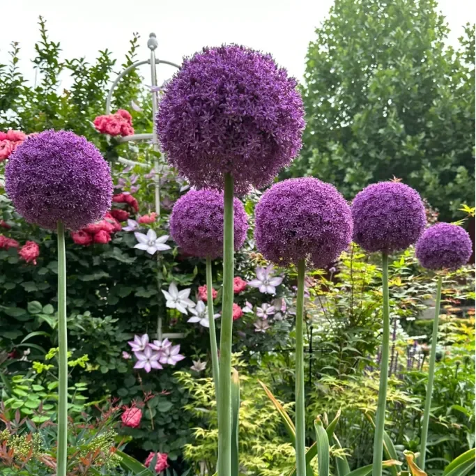 Giant Allium Giganteum Ornamental Onion Flower