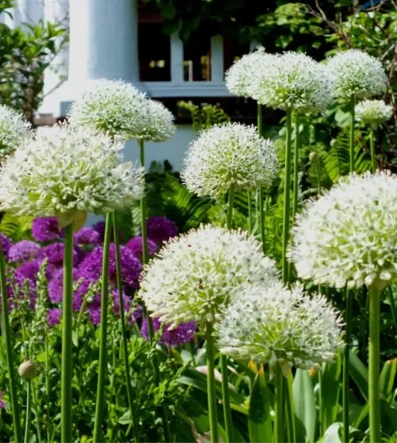 Giant Allium Giganteum Ornamental Onion Flower