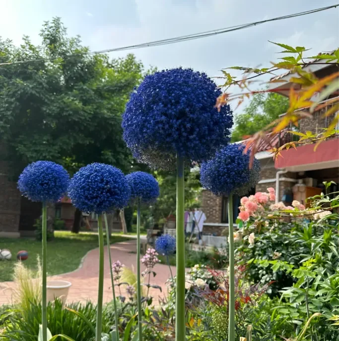 Giant Allium Giganteum Ornamental Onion Flower