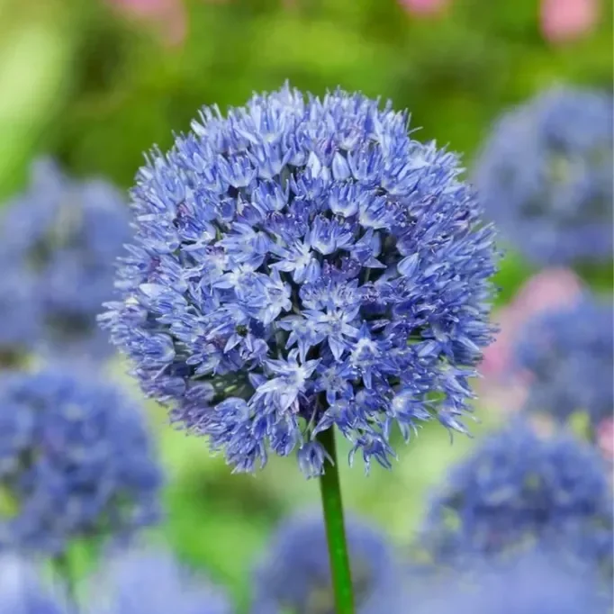Giant Allium Giganteum Ornamental Onion Flower
