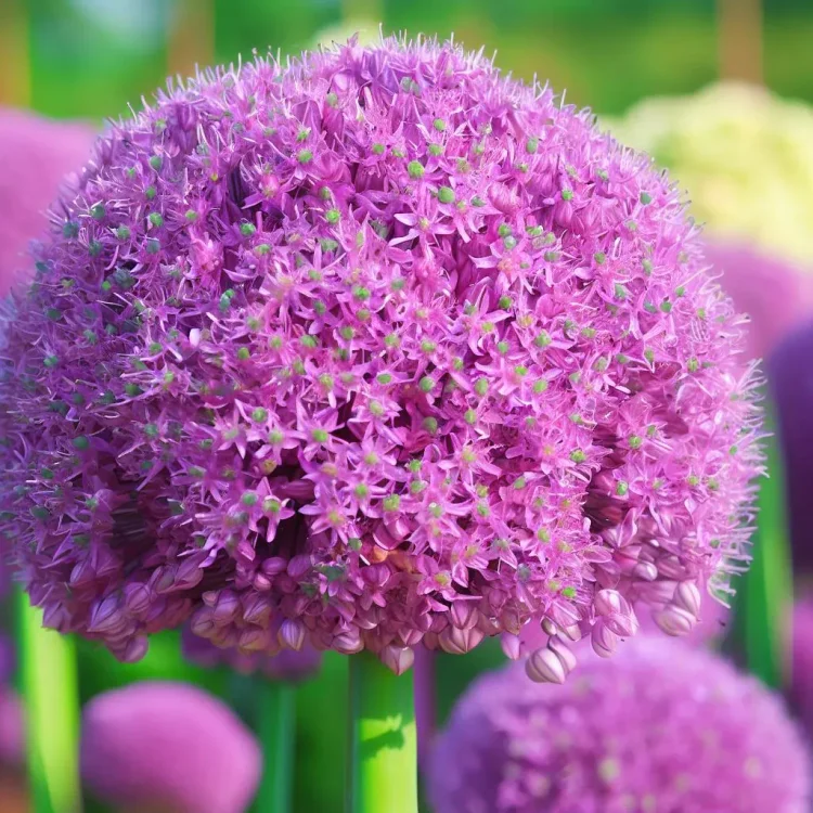 Giant Allium Giganteum Ornamental Onion Flower