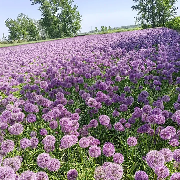 Giant Allium Giganteum Ornamental Onion Flower
