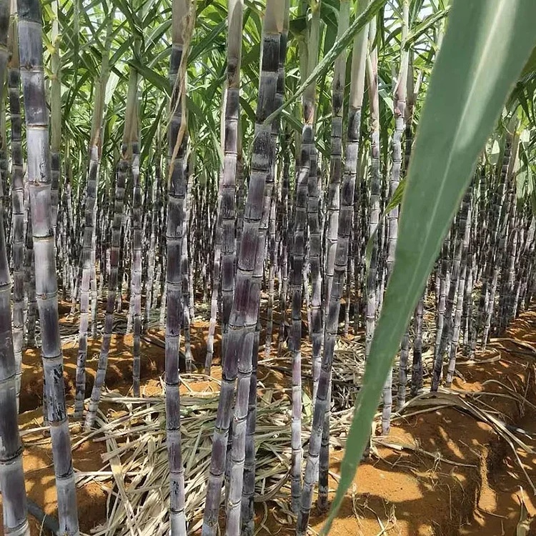 🌱 Grow Your Own Sugarcane – High Germination Seeds ✨ for Easy Home Gardens 🌿