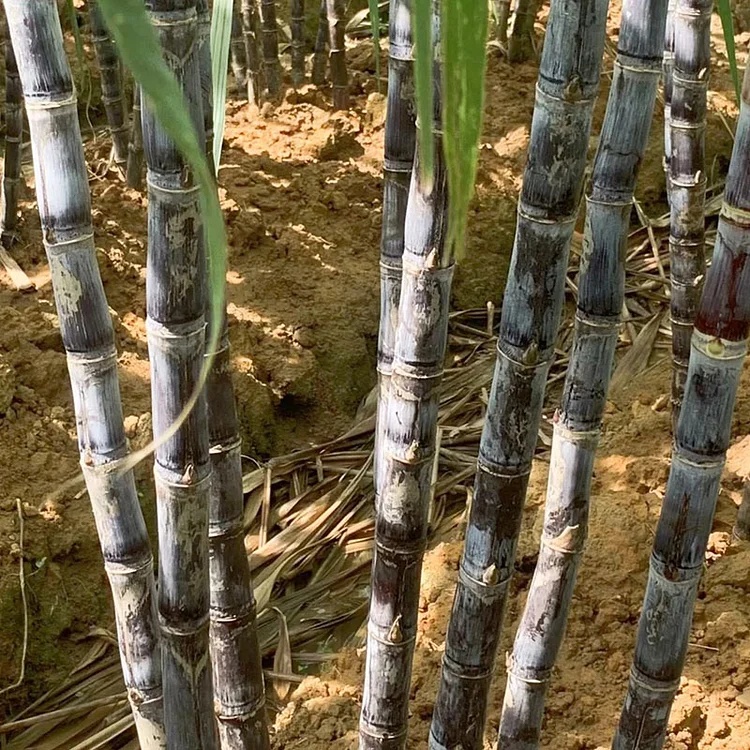 🌱 Grow Your Own Sugarcane – High Germination Seeds ✨ for Easy Home Gardens 🌿