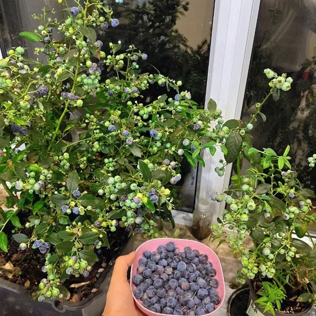 🔥Sweet Ice Blueberry - Year-Round Harvest