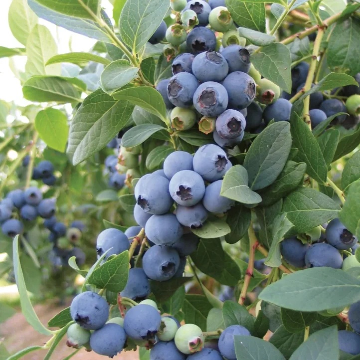 🔥Sweet Ice Blueberry - Year-Round Harvest