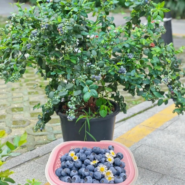 🔥Sweet Ice Blueberry - Year-Round Harvest