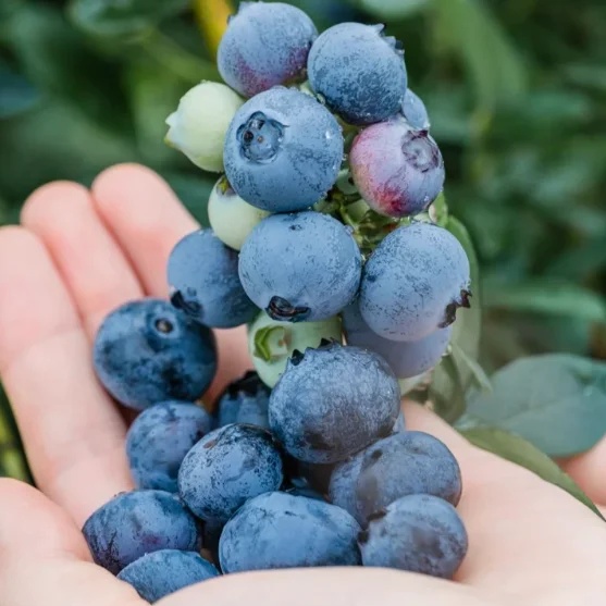 🔥Sweet Ice Blueberry - Year-Round Harvest
