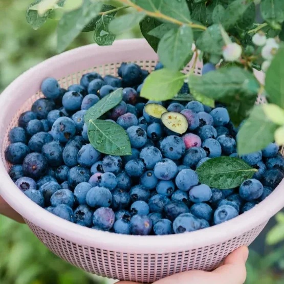 🔥Sweet Ice Blueberry - Year-Round Harvest
