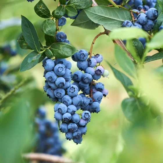 🔥Sweet Ice Blueberry - Year-Round Harvest
