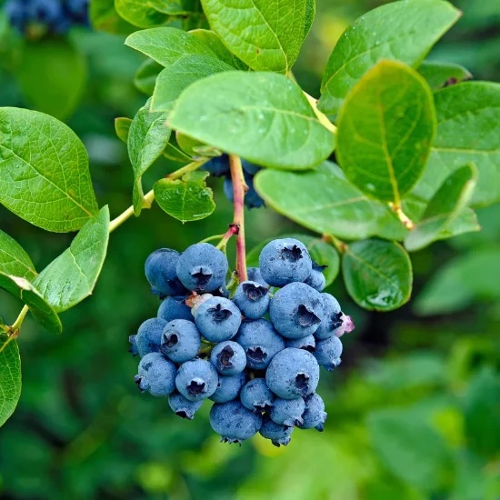🔥Sweet Ice Blueberry - Year-Round Harvest
