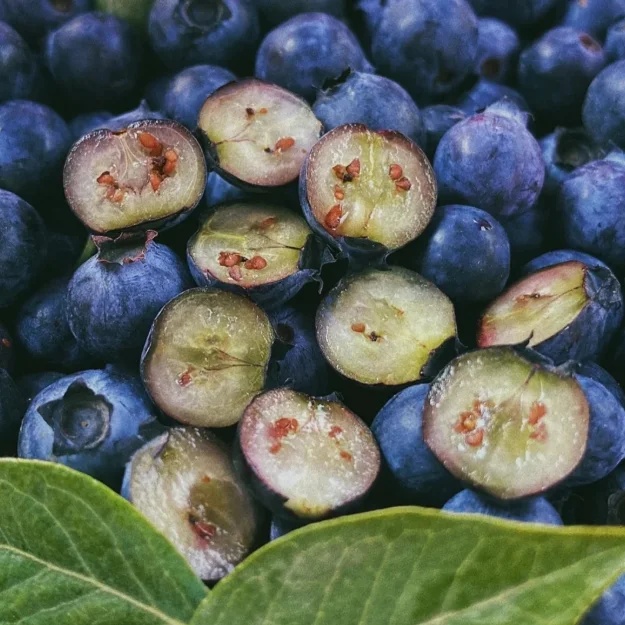 🔥Sweet Ice Blueberry - Year-Round Harvest