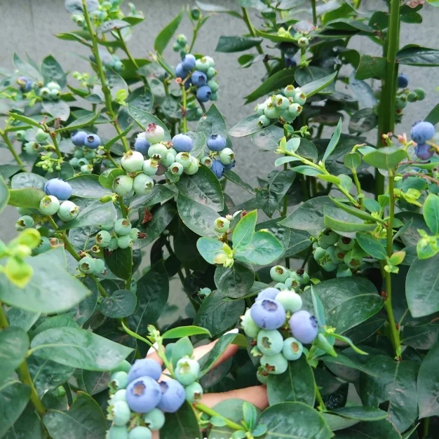 🔥Sweet Ice Blueberry - Year-Round Harvest
