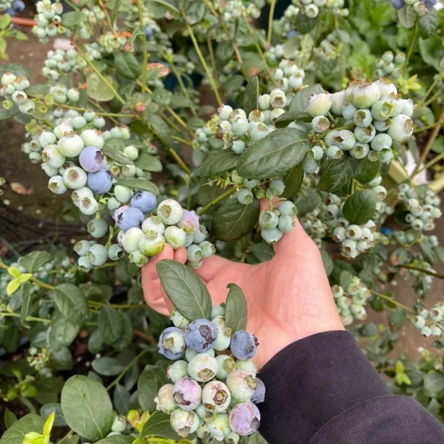🔥Sweet Ice Blueberry - Year-Round Harvest