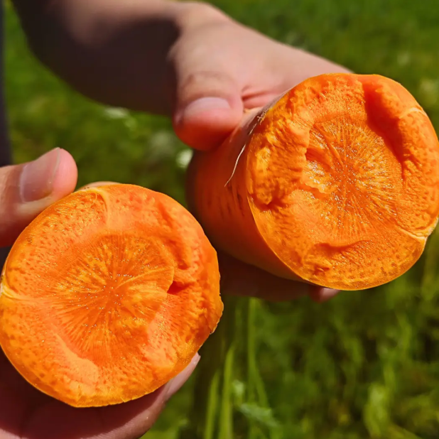 🥕Winter Carrot Seeds❄️ – Grow Fresh Veggies at Home