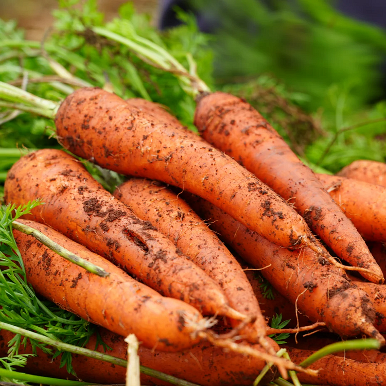 🥕Winter Carrot Seeds❄️ – Grow Fresh Veggies at Home